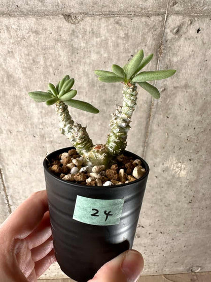 【現品限り】チレコドン・スルフレウス【G24】 Tylecodon sulphureus v sulphureus