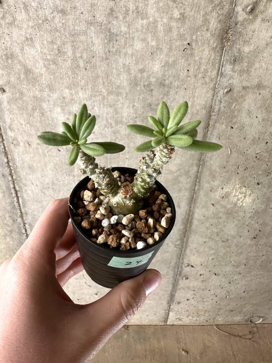 【現品限り】チレコドン・スルフレウス【G24】 Tylecodon sulphureus v sulphureus