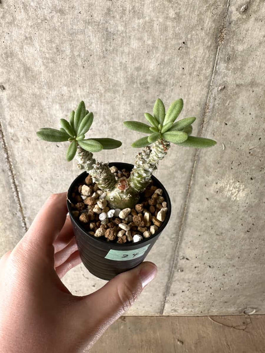 【現品限り】チレコドン・スルフレウス【G24】 Tylecodon sulphureus v sulphureus