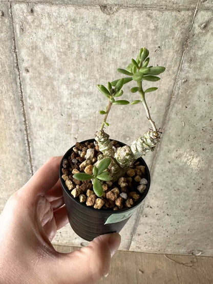 【現品限り】チレコドン・スルフレウス【G25】 Tylecodon sulphureus v sulphureus