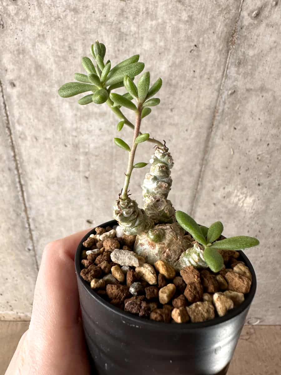 現品限り】チレコドン・スルフレウス【G25】 Tylecodon sulphureus v