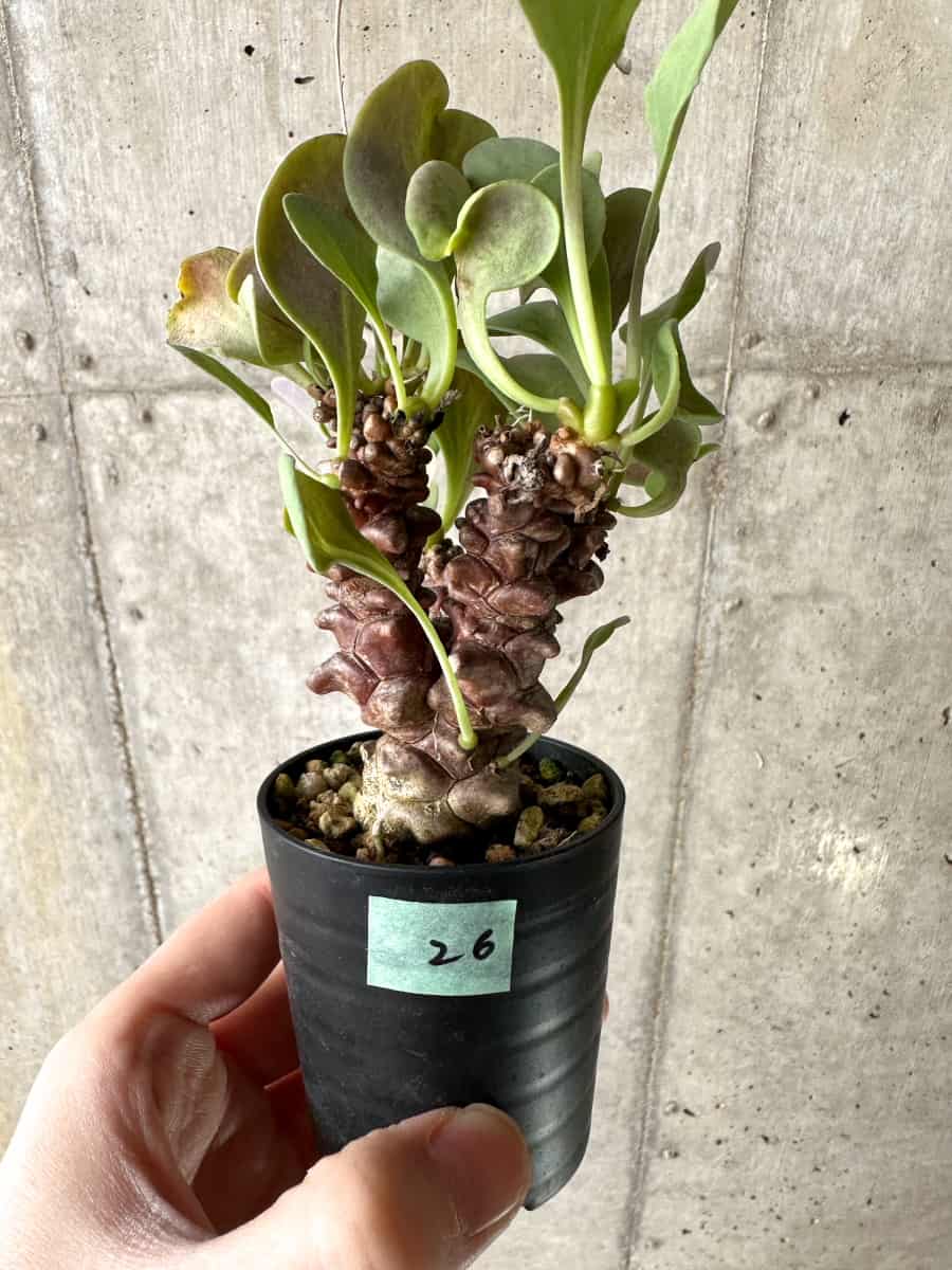 【現品限り】オトンナ・ヘレー【G26】 Othonna herrei