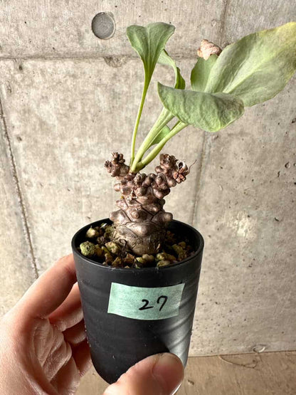 【現品限り】オトンナ・ヘレー【G27】 Othonna herrei