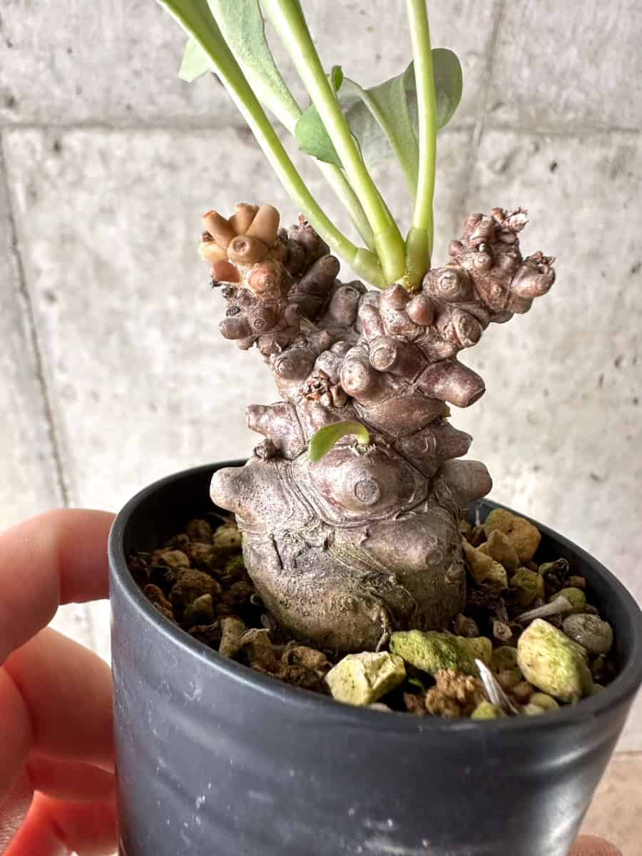 現品限り】オトンナ・ヘレー【G27】 Othonna herrei 塊根植物