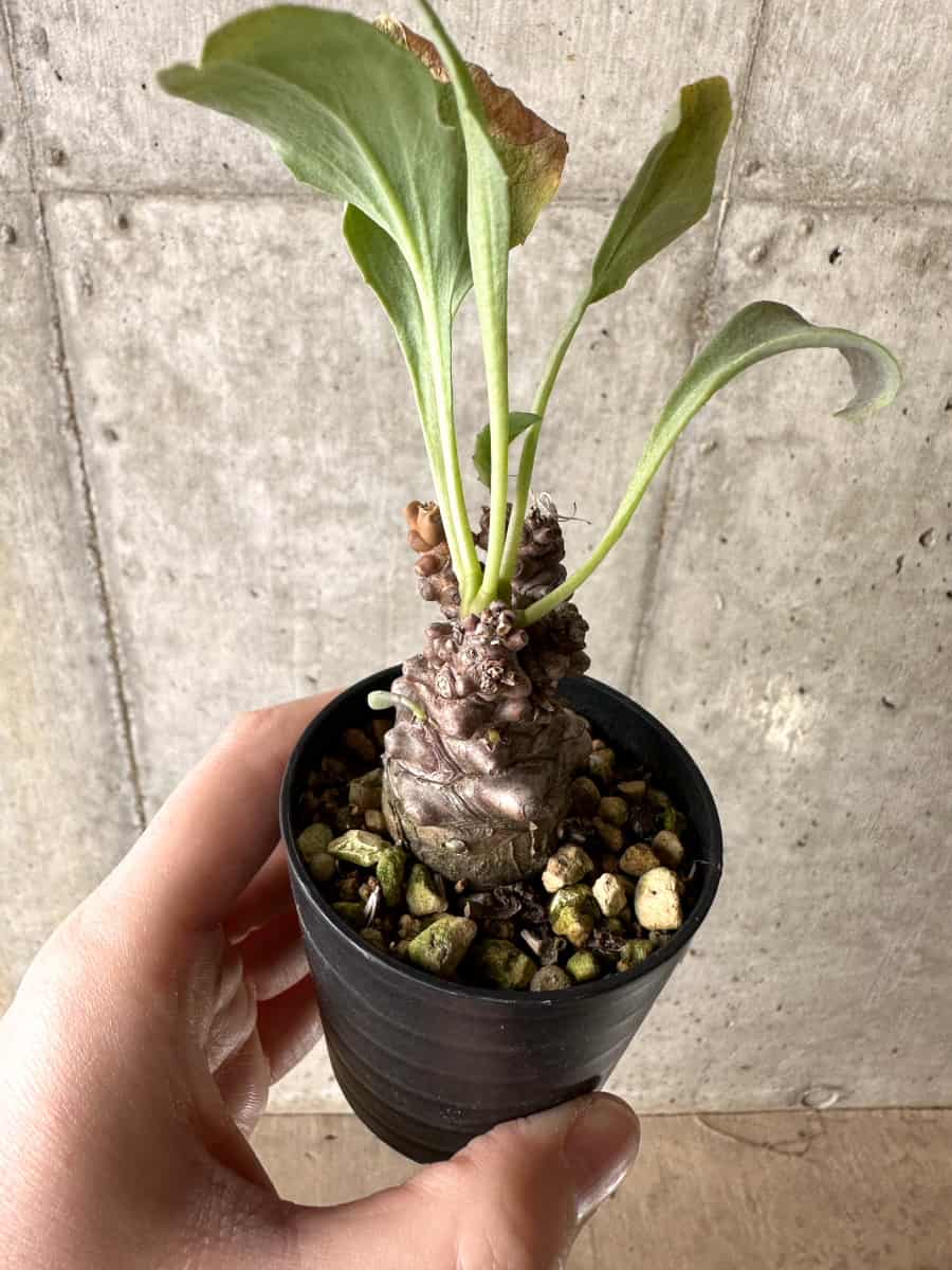 【現品限り】オトンナ・ヘレー【G27】 Othonna herrei