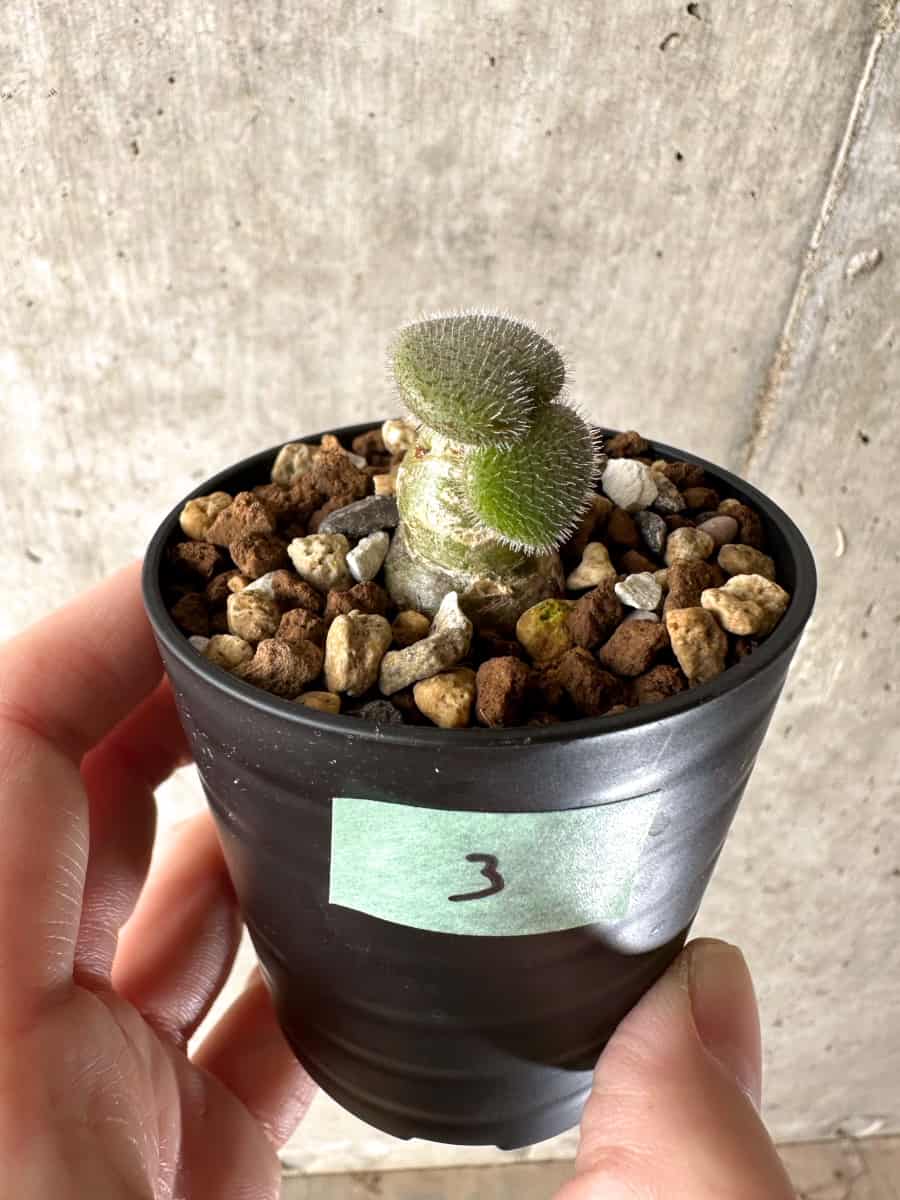 【現品限り】チレコドン・ノルティ【G3】 Tylecodon nolteei