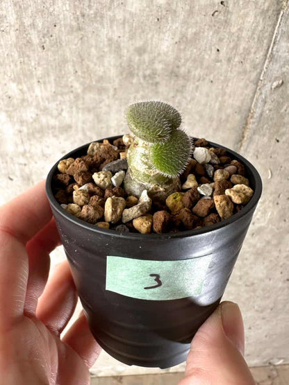 【現品限り】チレコドン・ノルティ【G3】 Tylecodon nolteei