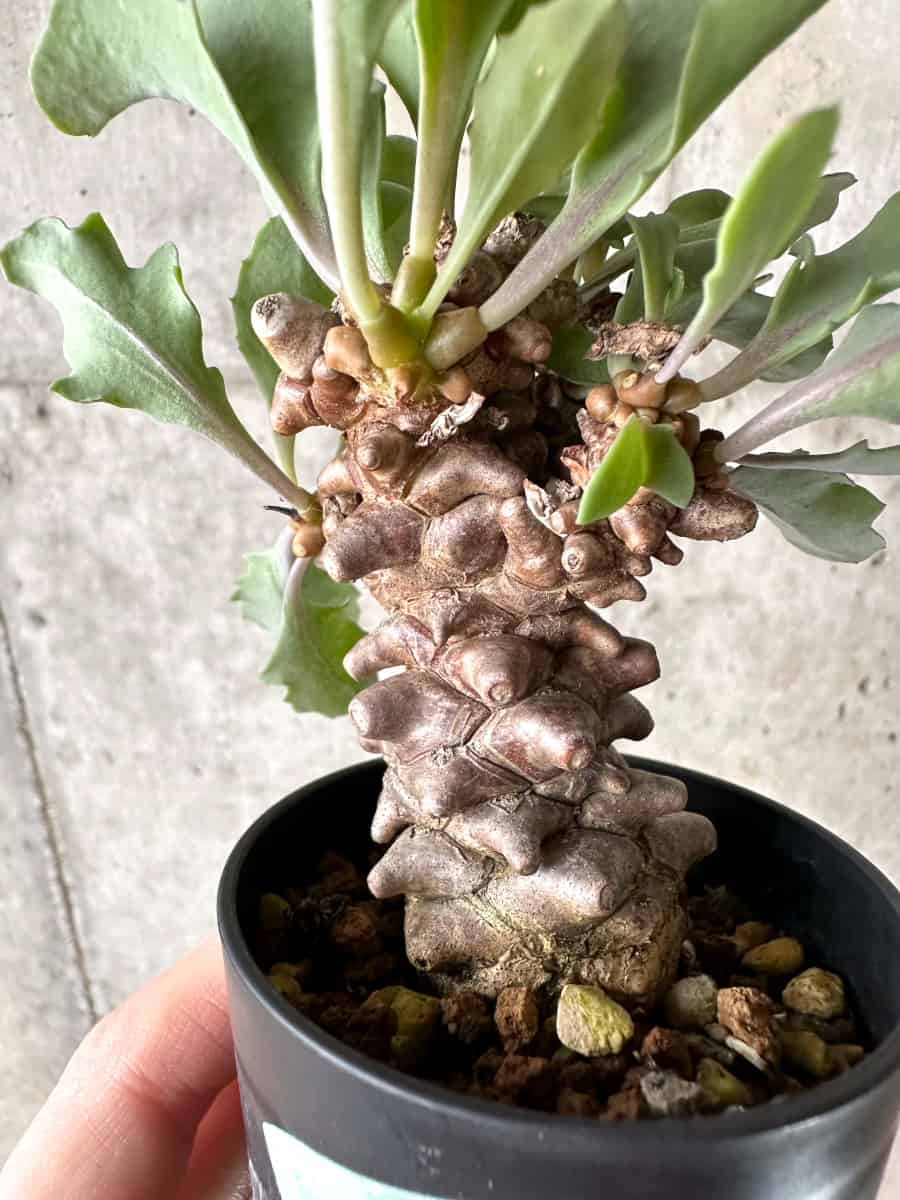 現品限り】オトンナ・ヘレー【G30】 Othonna herrei 塊根植物