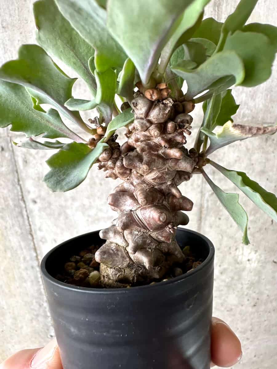 現品限り】オトンナ・ヘレー【G30】 Othonna herrei 塊根植物