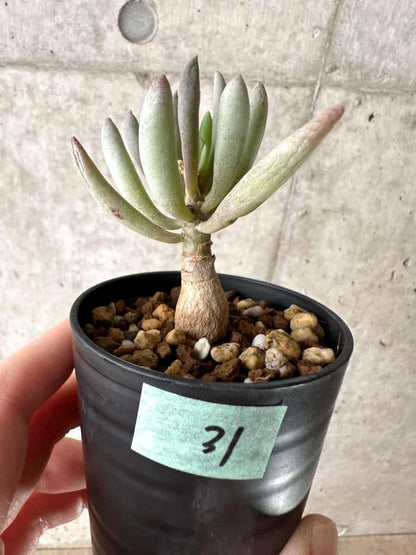 【現品限り】オトンナ・クラビフォリア【G31】 Othonna