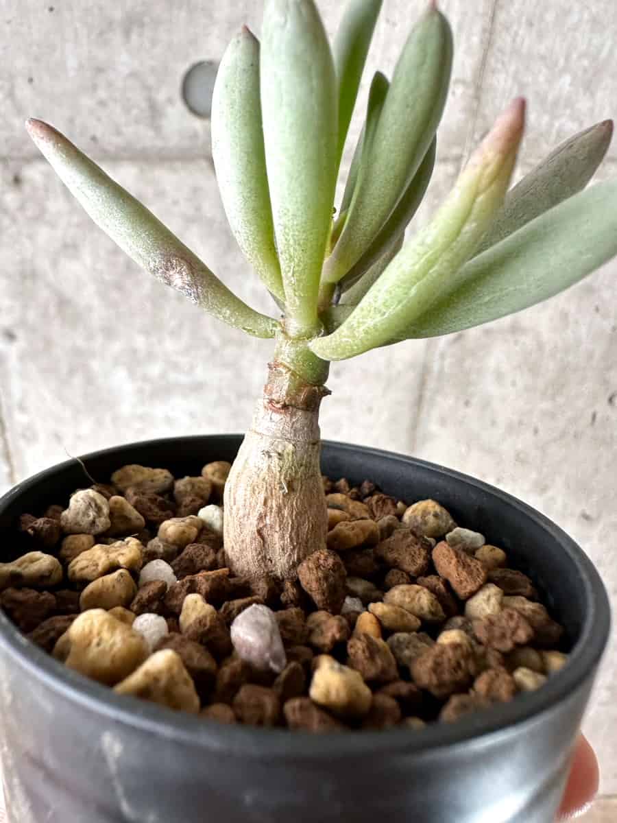 【現品限り】オトンナ・クラビフォリア【G31】 Othonna