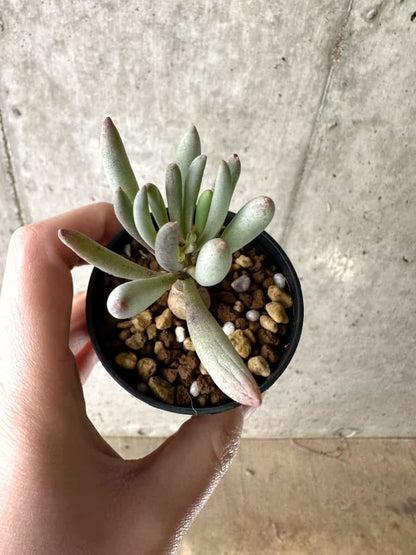 【現品限り】オトンナ・クラビフォリア【G31】 Othonna