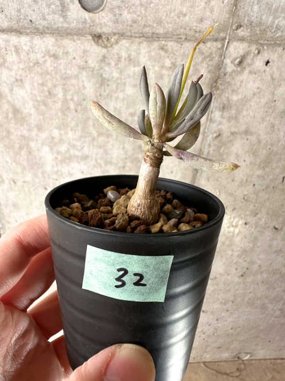 【現品限り】オトンナ・クラビフォリア【G32】 Othonna