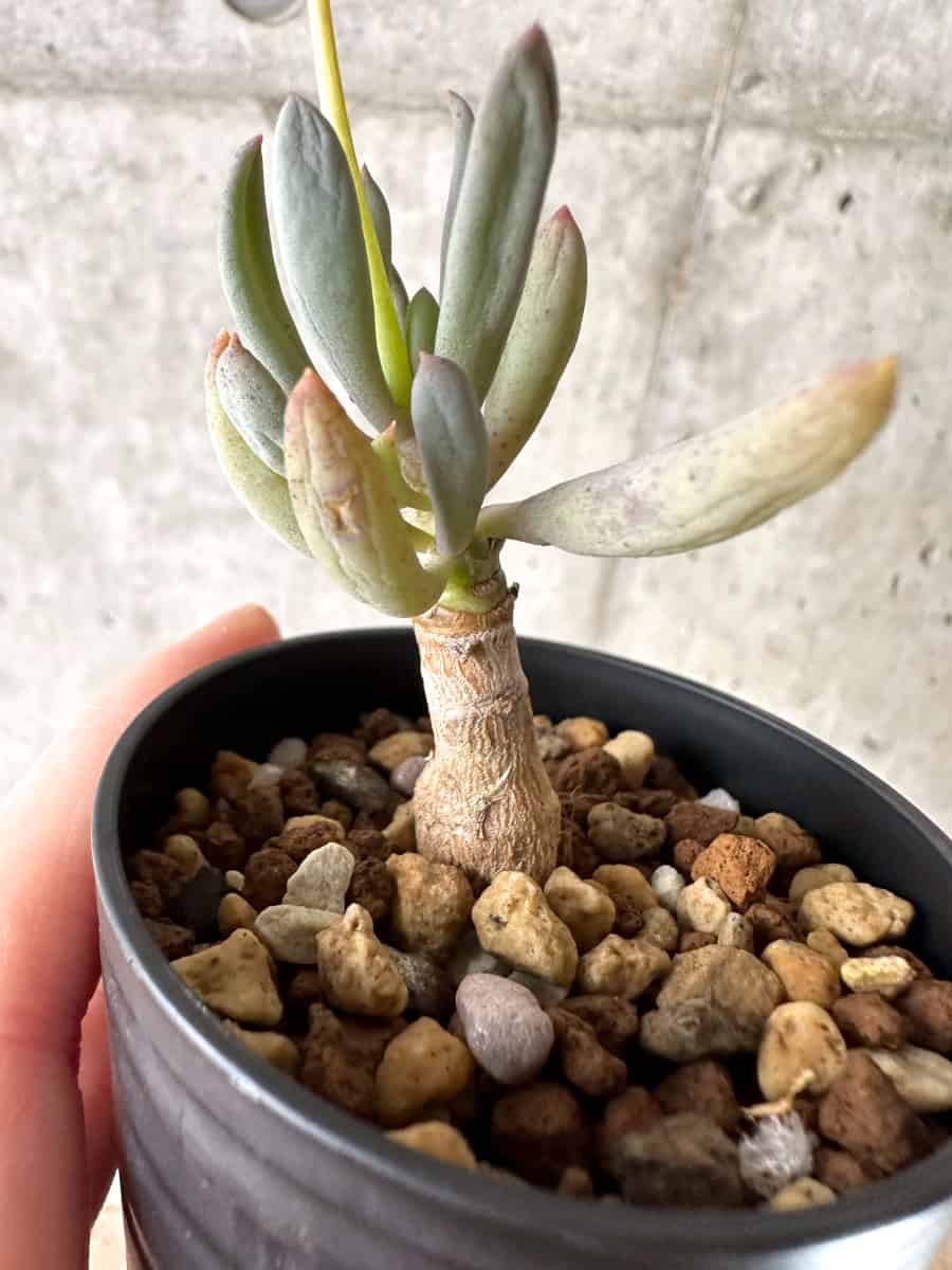 【現品限り】オトンナ・クラビフォリア【G32】 Othonna