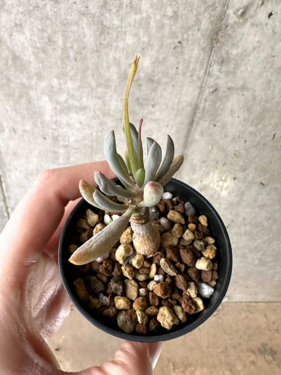 【現品限り】オトンナ・クラビフォリア【G32】 Othonna