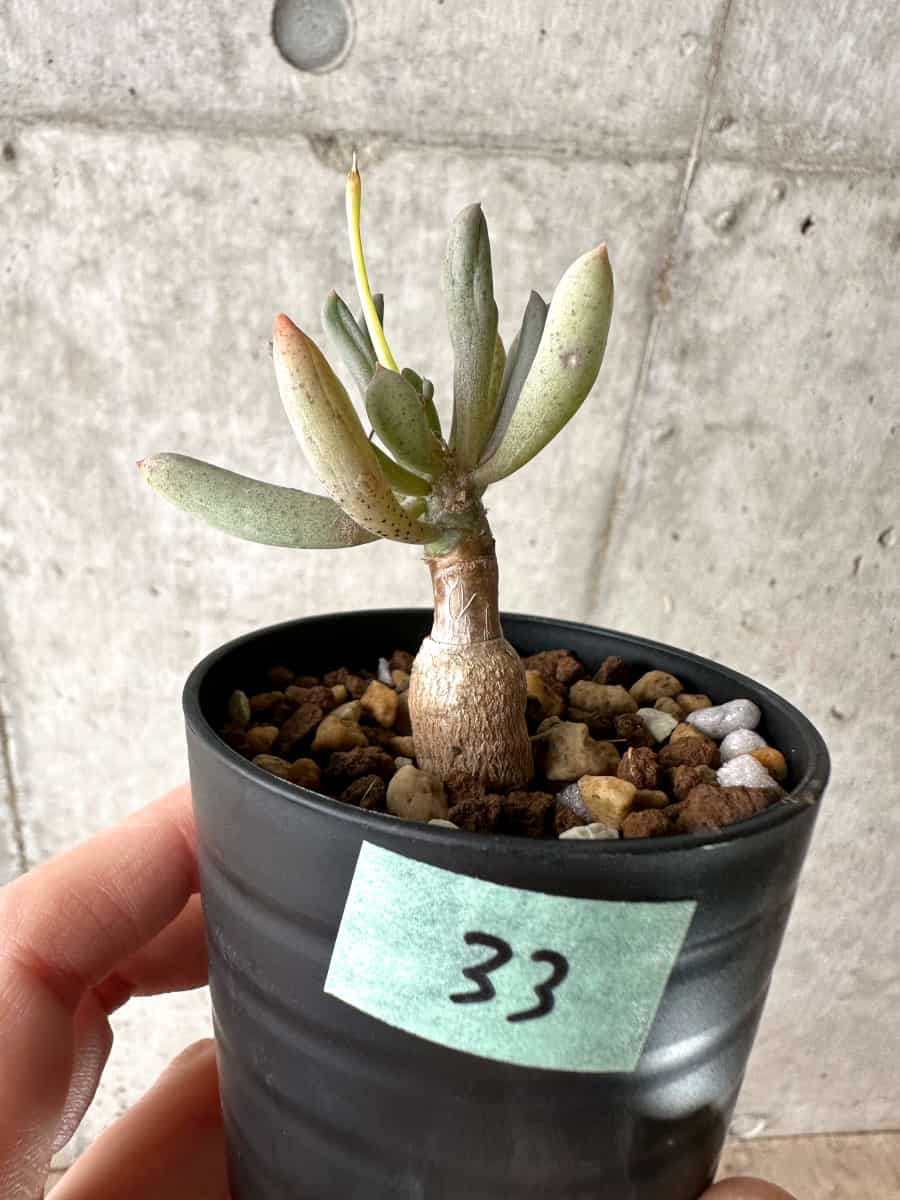 【現品限り】オトンナ・クラビフォリア【G33】 Othonna