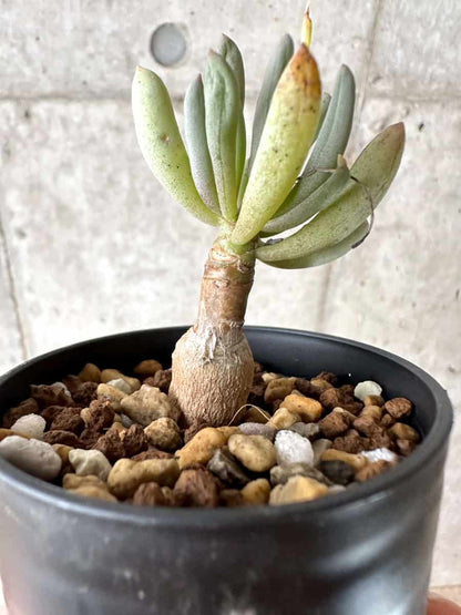 【現品限り】オトンナ・クラビフォリア【G33】 Othonna