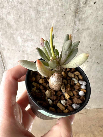 【現品限り】オトンナ・クラビフォリア【G33】 Othonna