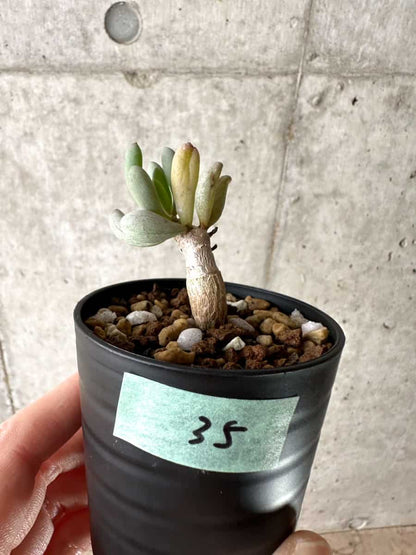 【現品限り】オトンナ・クラビフォリア【G35】 Othonna