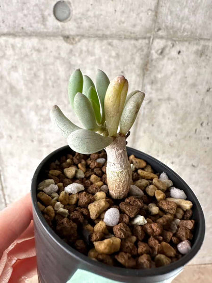 【現品限り】オトンナ・クラビフォリア【G35】 Othonna