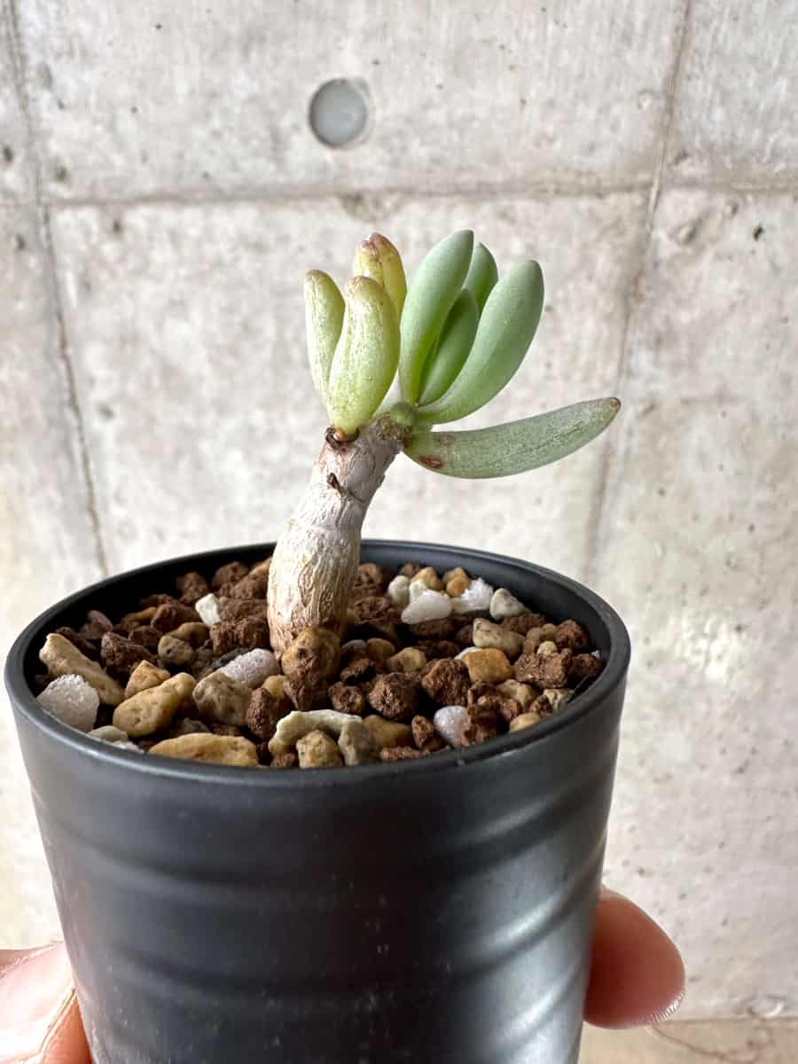 【現品限り】オトンナ・クラビフォリア【G35】 Othonna