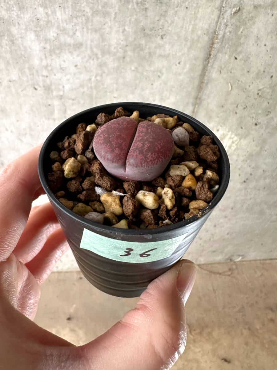 【現品限り】リトープス・フレッドレッドヘッド【G36】 Lithops