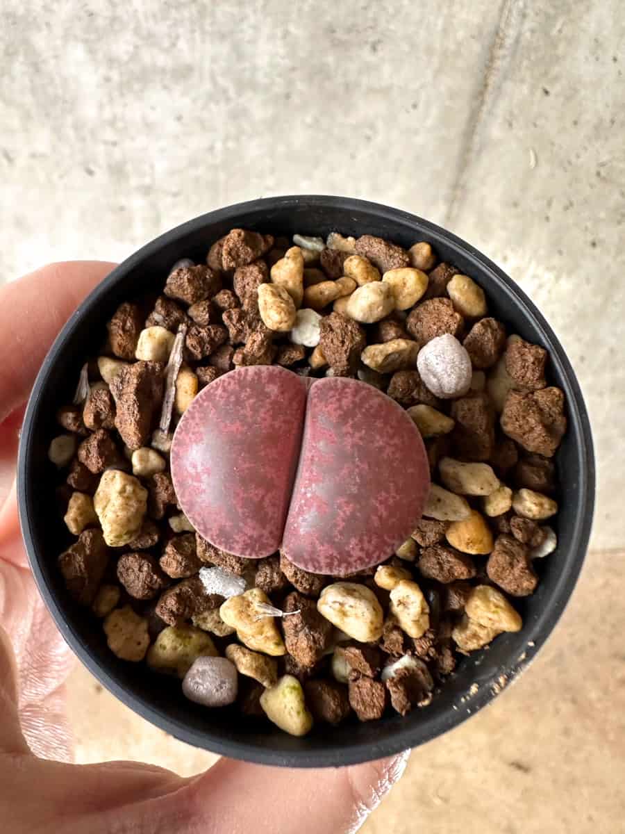 【現品限り】リトープス・フレッドレッドヘッド【G36】 Lithops
