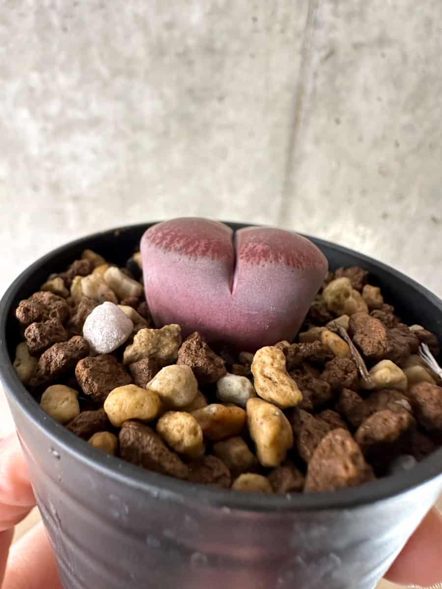 【現品限り】リトープス・フレッドレッドヘッド【G36】 Lithops