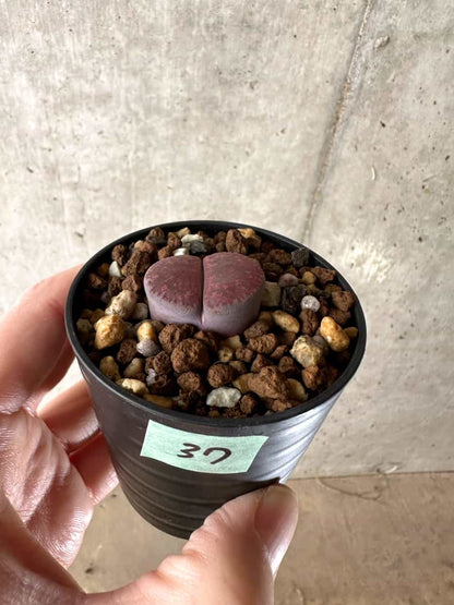 【現品限り】リトープス・フレッドレッドヘッド【G37】 Lithops
