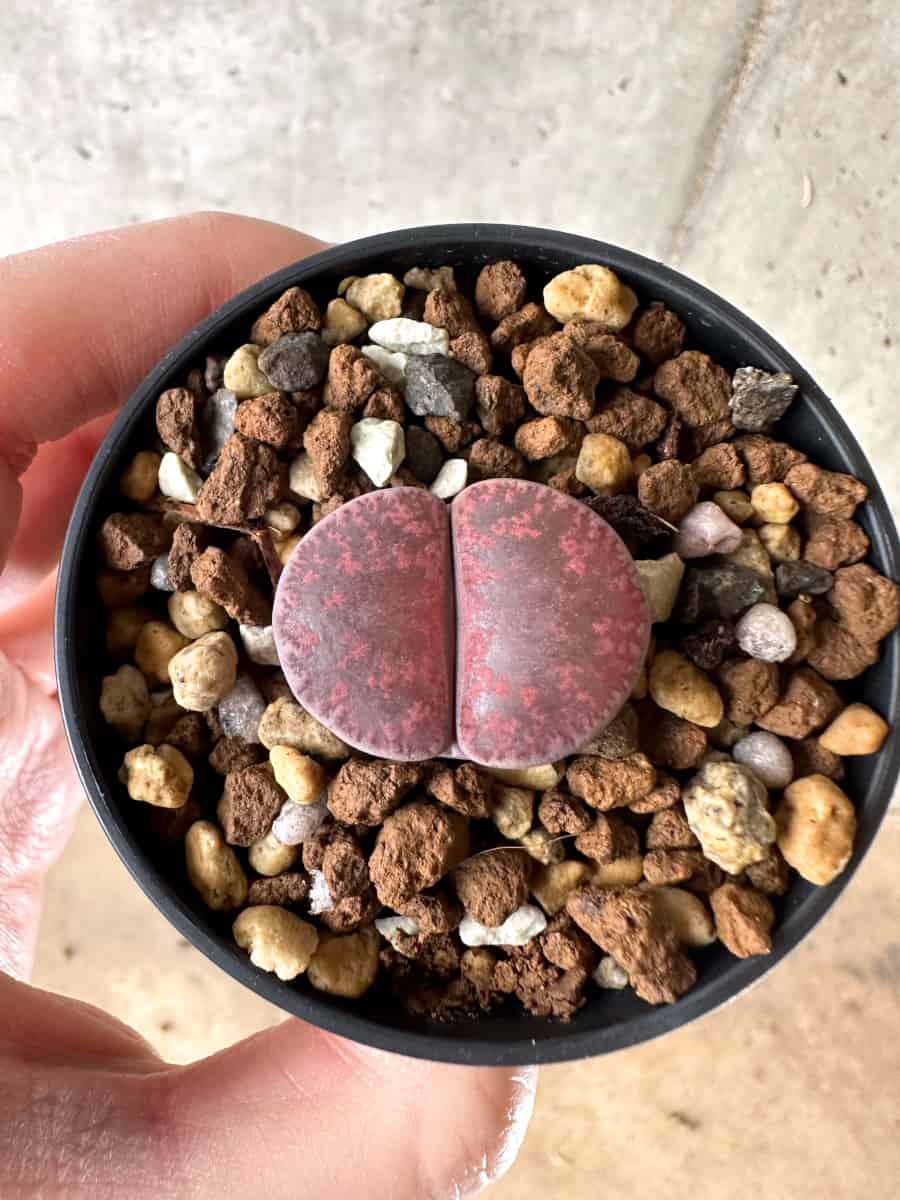 【現品限り】リトープス・フレッドレッドヘッド【G37】 Lithops