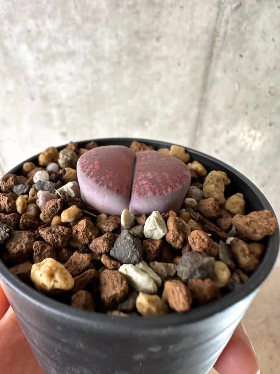 【現品限り】リトープス・フレッドレッドヘッド【G37】 Lithops