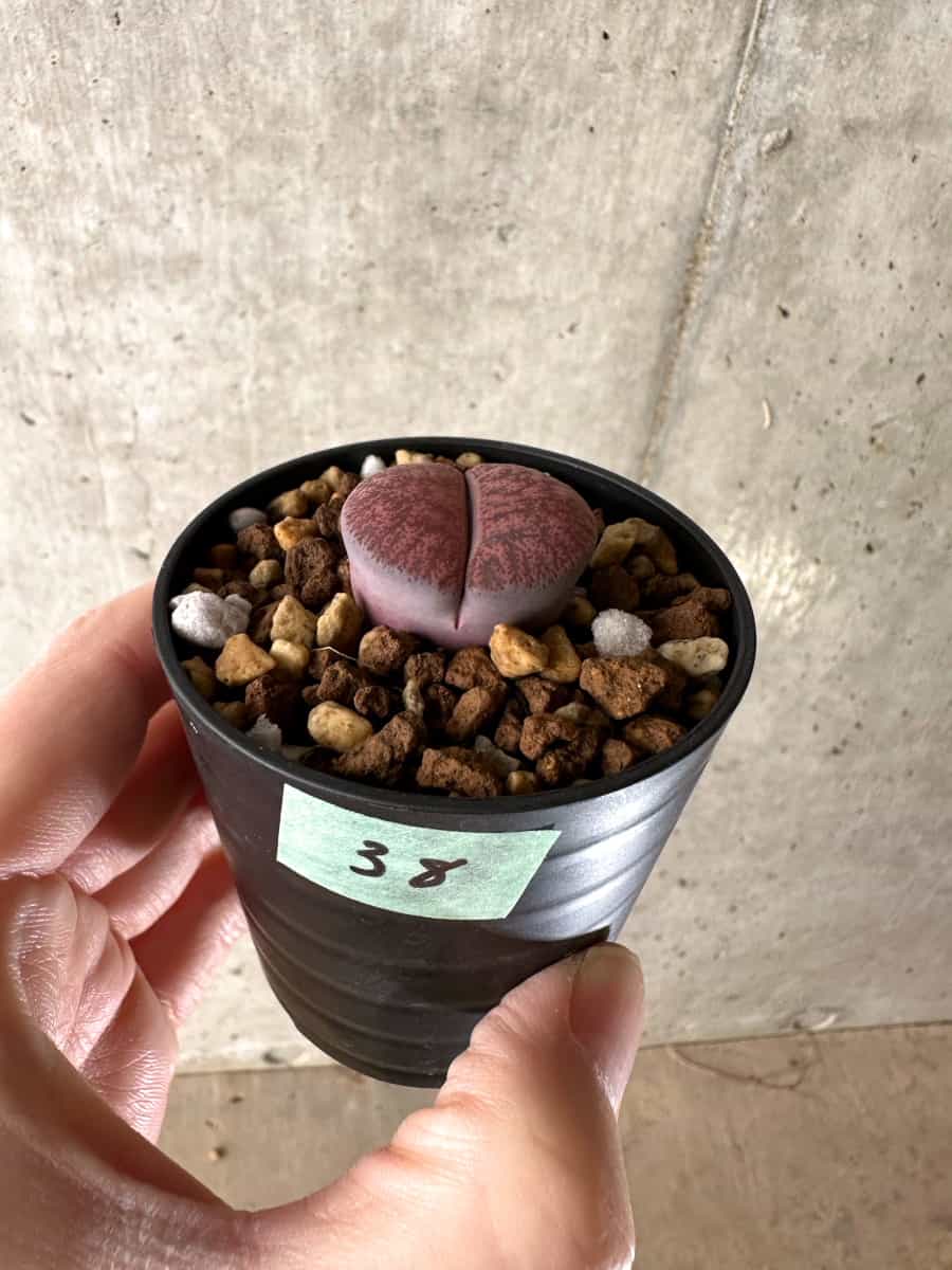 【現品限り】リトープス・フレッドレッドヘッド【G38】 Lithops