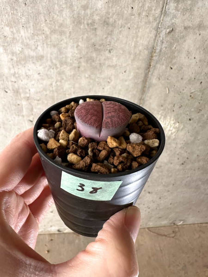 【現品限り】リトープス・フレッドレッドヘッド【G38】 Lithops