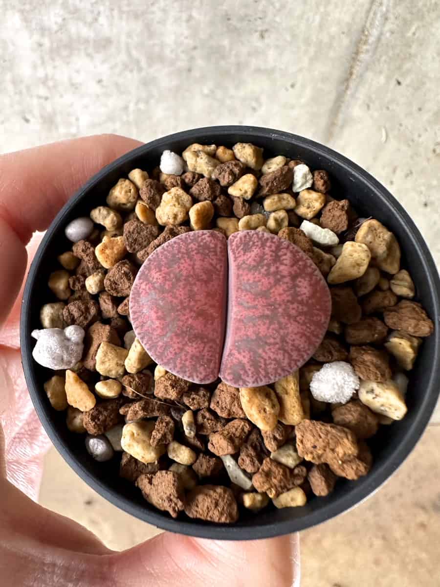 【現品限り】リトープス・フレッドレッドヘッド【G38】 Lithops