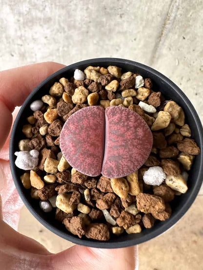 【現品限り】リトープス・フレッドレッドヘッド【G38】 Lithops