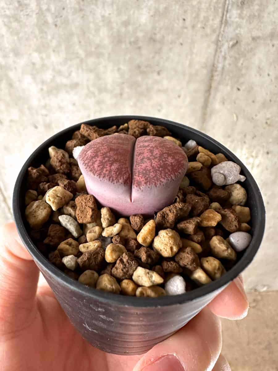 【現品限り】リトープス・フレッドレッドヘッド【G38】 Lithops