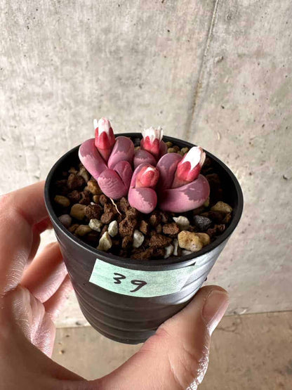 【現品限り】リトープス・オプティカ・ルブラ C81A 紅大内玉【G39】 Lithops