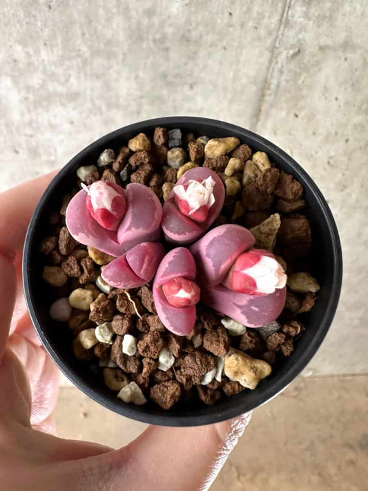 【現品限り】リトープス・オプティカ・ルブラ C81A 紅大内玉【G39】 Lithops