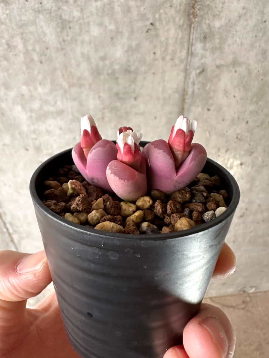 【現品限り】リトープス・オプティカ・ルブラ C81A 紅大内玉【G39】 Lithops