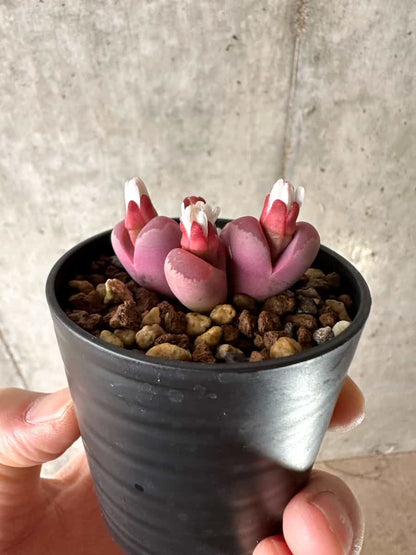【現品限り】リトープス・オプティカ・ルブラ C81A 紅大内玉【G39】 Lithops