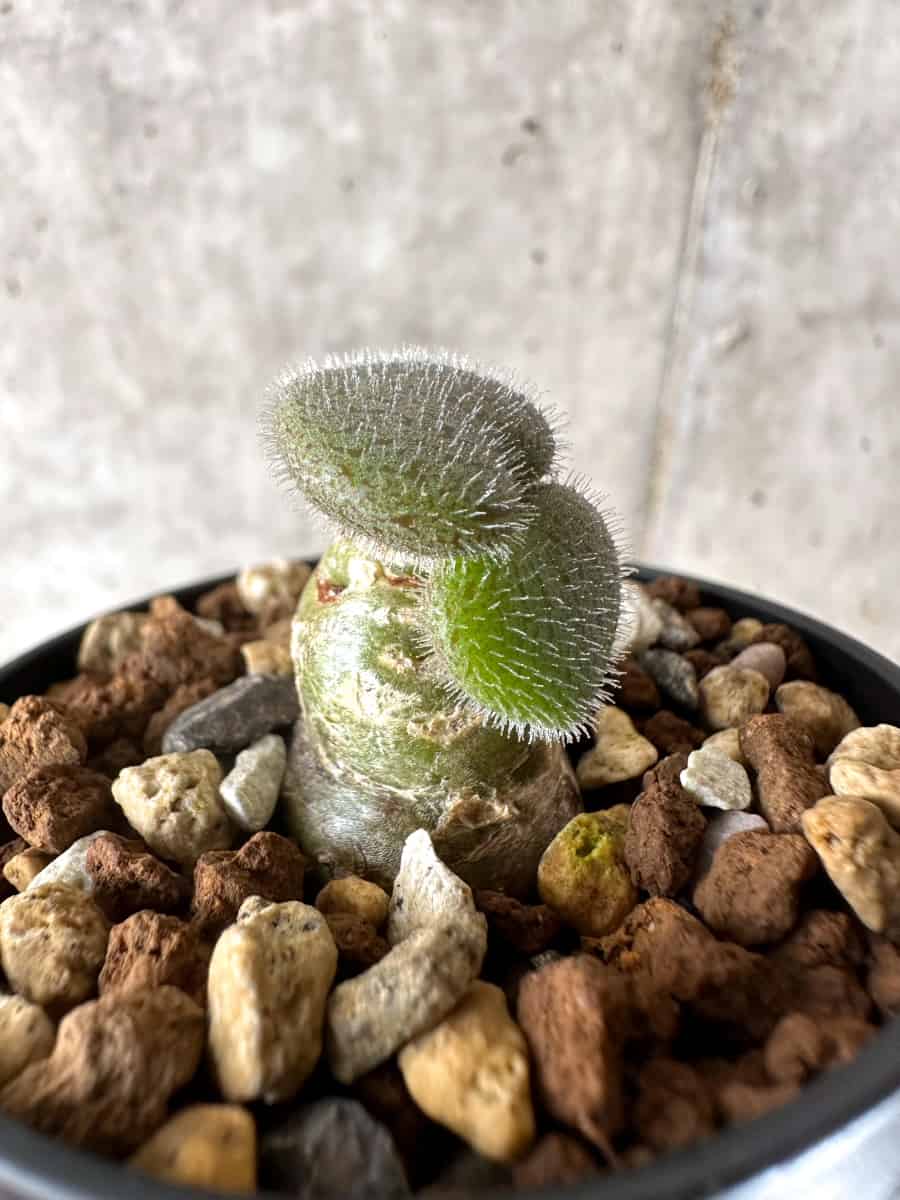 【現品限り】チレコドン・ノルティ【G3】 Tylecodon nolteei
