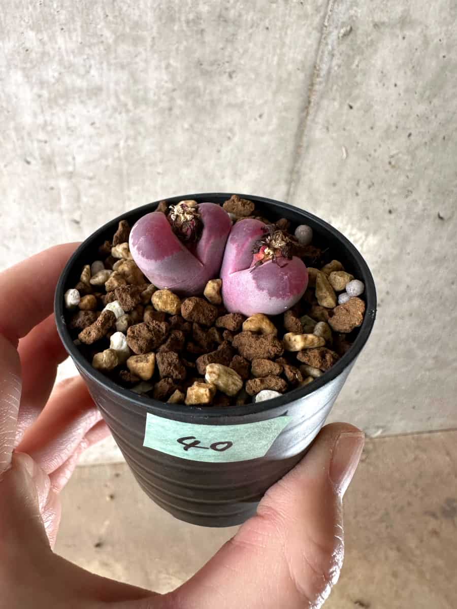 【現品限り】リトープス・オプティカ・ルブラ C81A 紅大内玉【G40】 Lithops