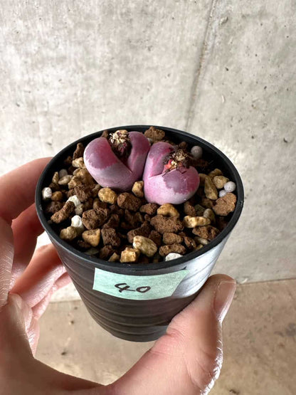 【現品限り】リトープス・オプティカ・ルブラ C81A 紅大内玉【G40】 Lithops