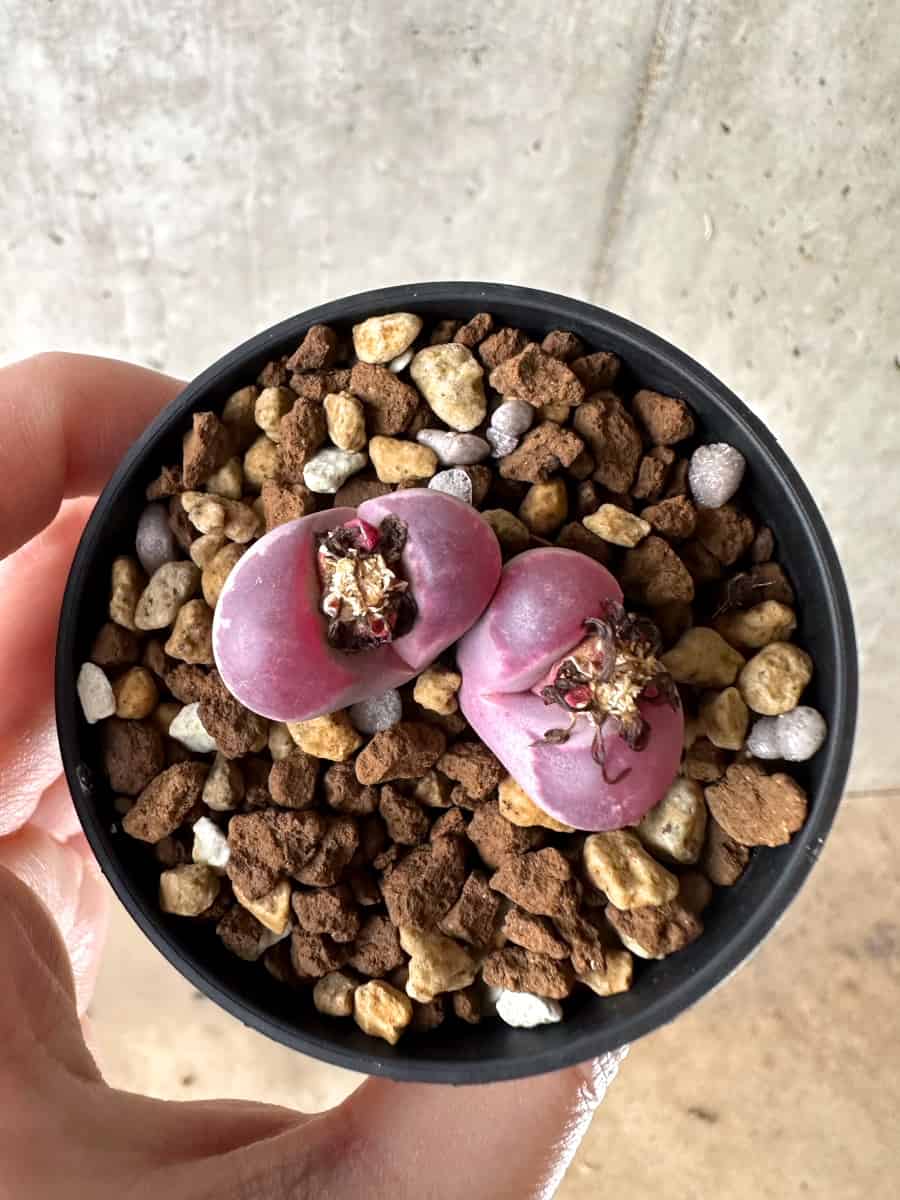 【現品限り】リトープス・オプティカ・ルブラ C81A 紅大内玉【G40】 Lithops