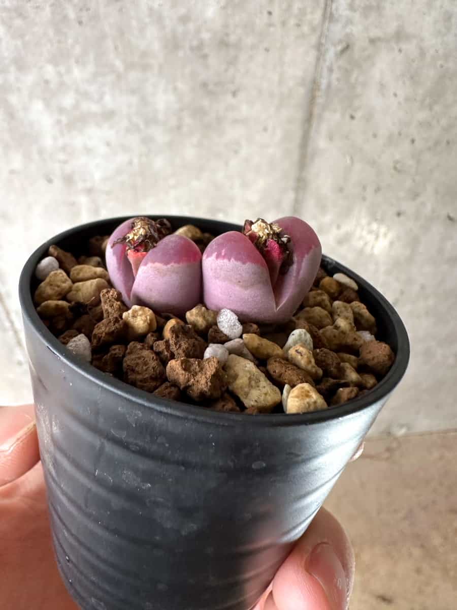 【現品限り】リトープス・オプティカ・ルブラ C81A 紅大内玉【G40】 Lithops
