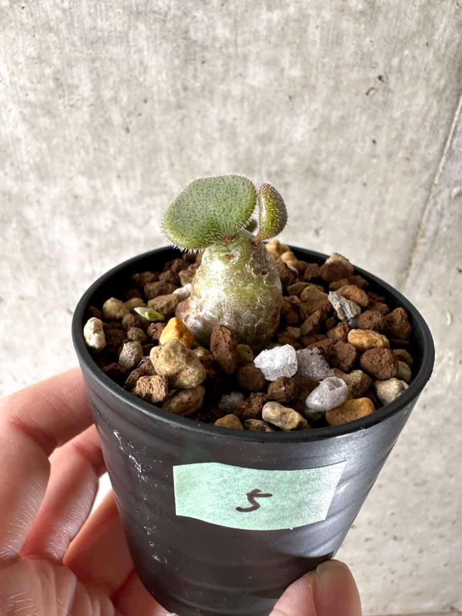 【現品限り】チレコドン・ノルティ【G5】 Tylecodon nolteei