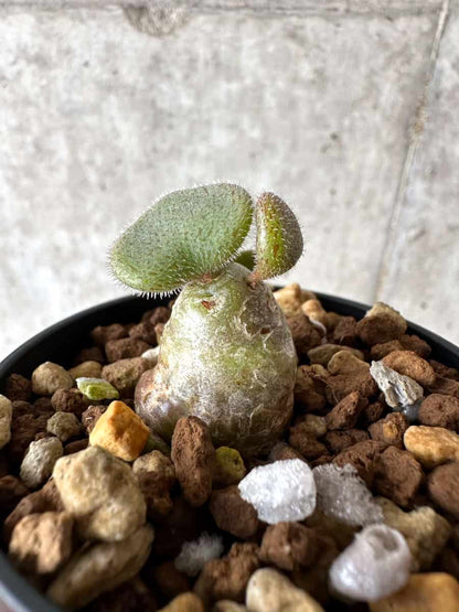 【現品限り】チレコドン・ノルティ【G5】 Tylecodon nolteei