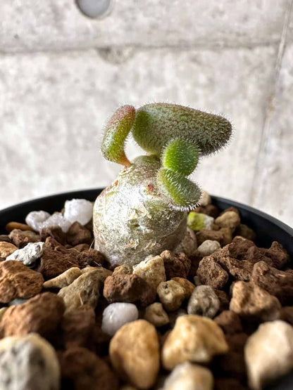 【現品限り】チレコドン・ノルティ【G5】 Tylecodon nolteei