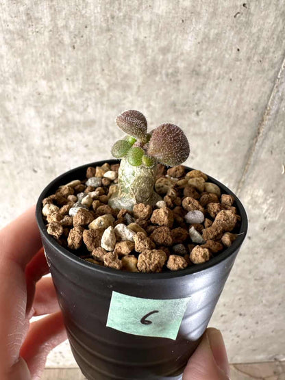 【現品限り】チレコドン・ノルティ【G6】 Tylecodon nolteei