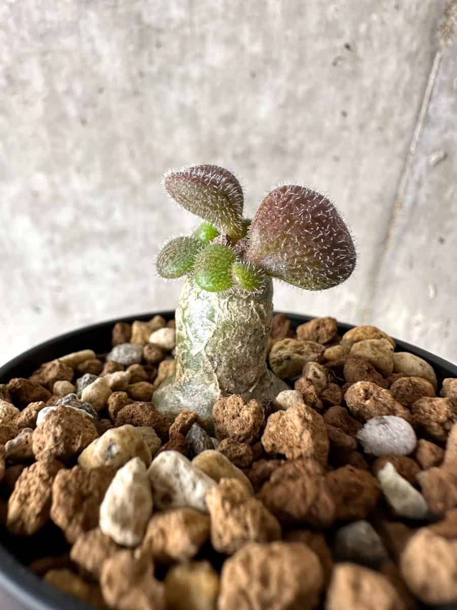 【現品限り】チレコドン・ノルティ【G6】 Tylecodon nolteei